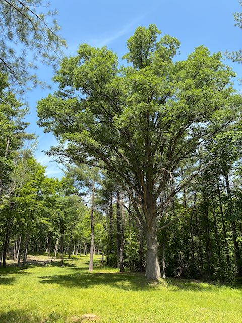Bur Oak in Kawartha Land Trust forest partners area